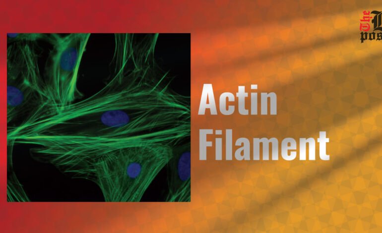 Actin Filaments: The Building Blocks of Cell Structure and Movement.