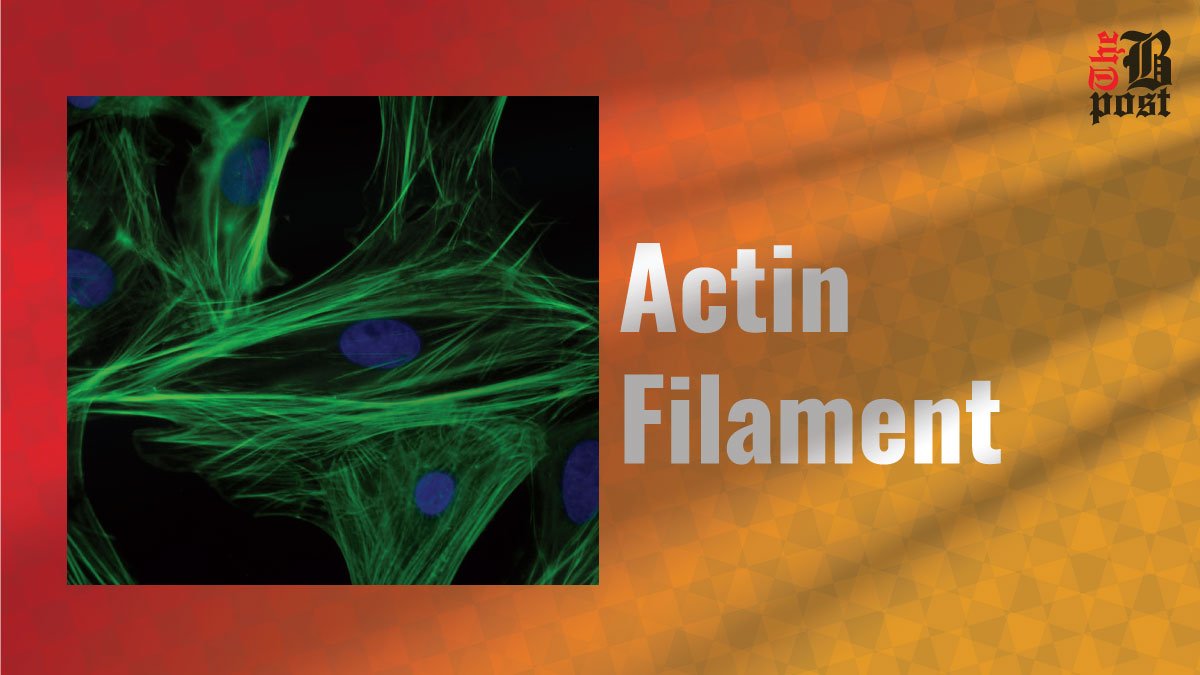 Actin Filaments: The Building Blocks of Cell Structure and Movement.