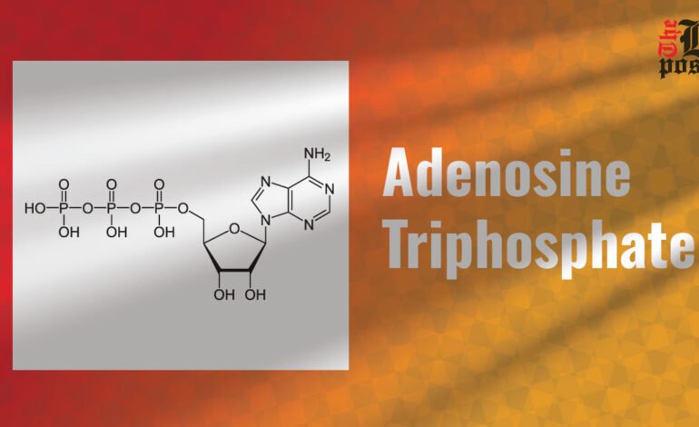 Adenosine Triphosphate: The Energy Currency of the Cell