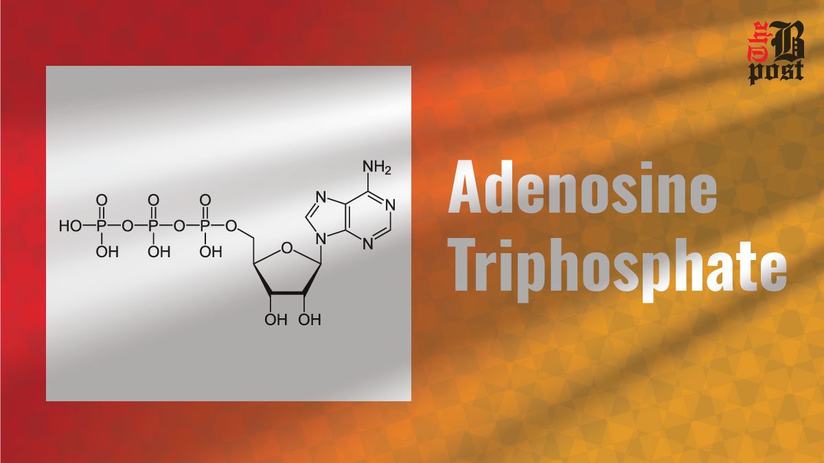 Adenosine Triphosphate: The Energy Currency of the Cell