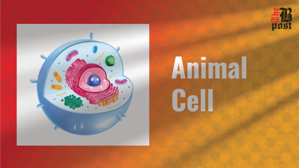 Animal Cell