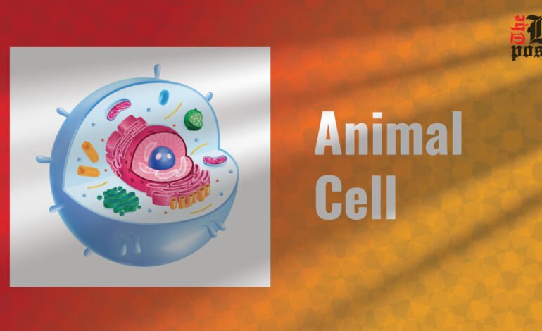 Animal Cell: The Building Blocks of Life