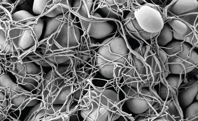 Artificial Platelets: A Lifesaving Breakthrough for Trauma Victims