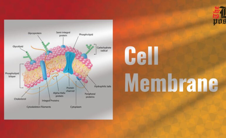 Cell Membrane: An Important Structure with Important Functions