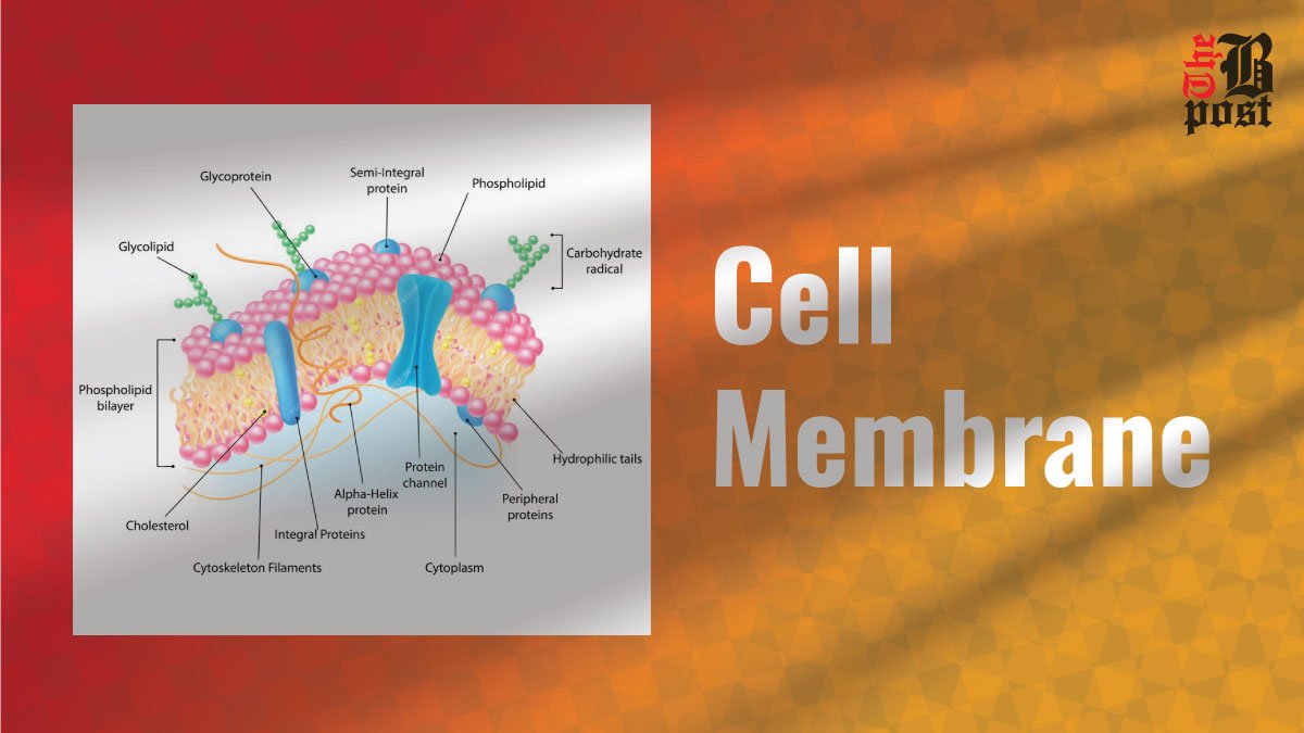 Cell Membrane: An Important Structure with Important Functions