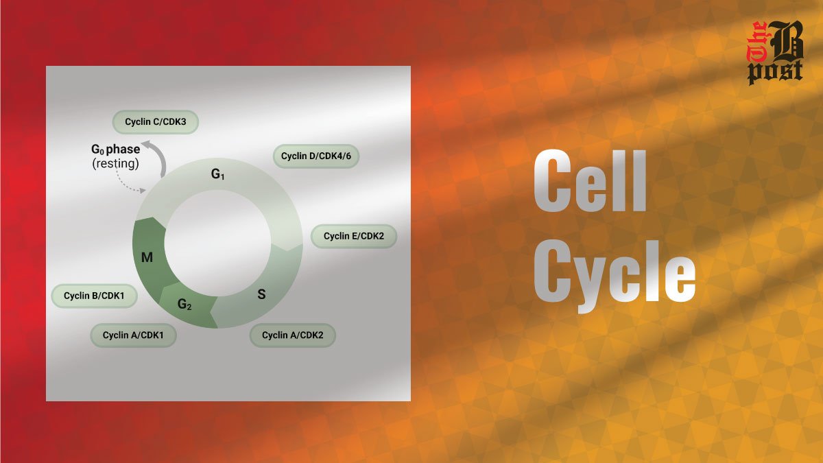 What is the Cell Cycle? Understanding the Cell Life Cycle