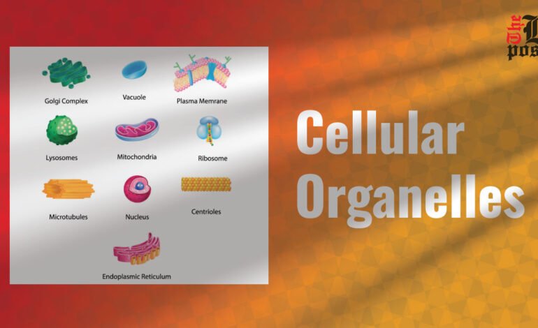 Cellular Organelles Understanding Their Essential Functions