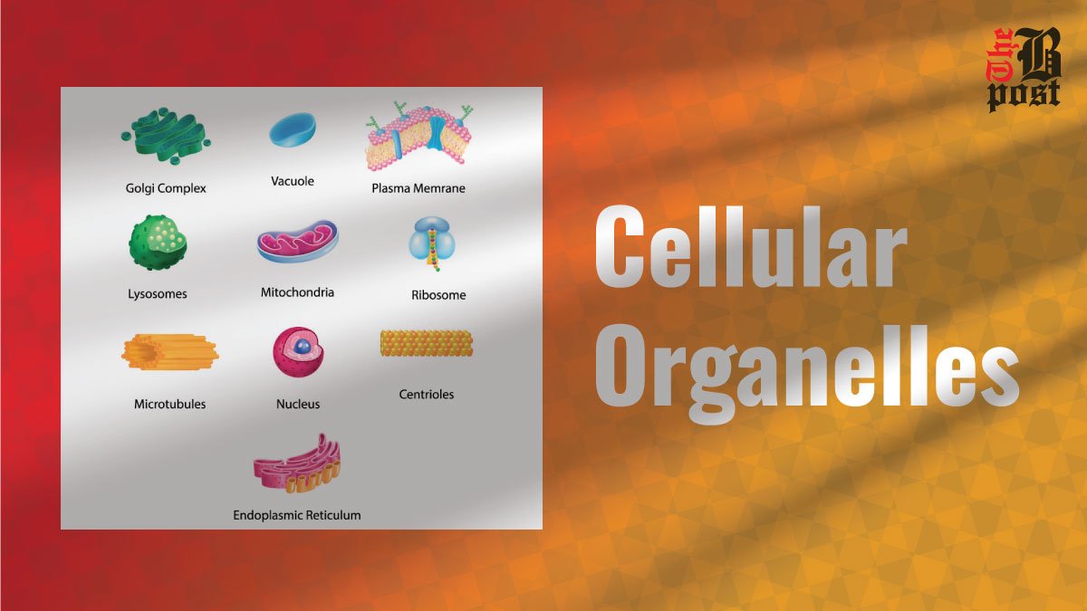 Cellular Organelles Understanding Their Essential Functions