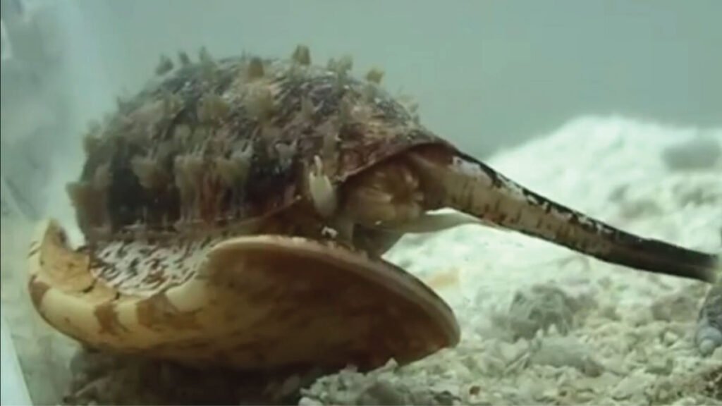 Cone Snail Venom