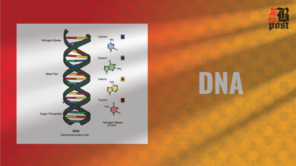 DNA