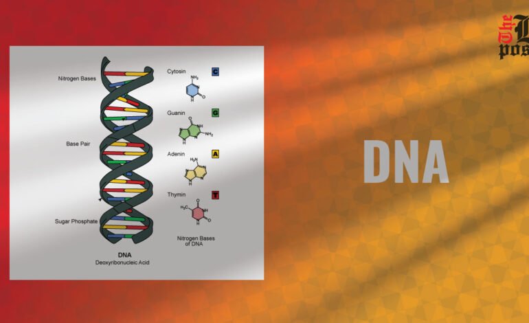 DNA: Blueprint of Life An Understanding