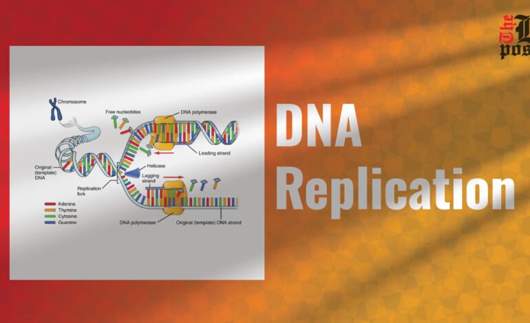 DNA Replication: The Fascinating Process of Genetic Reproduction