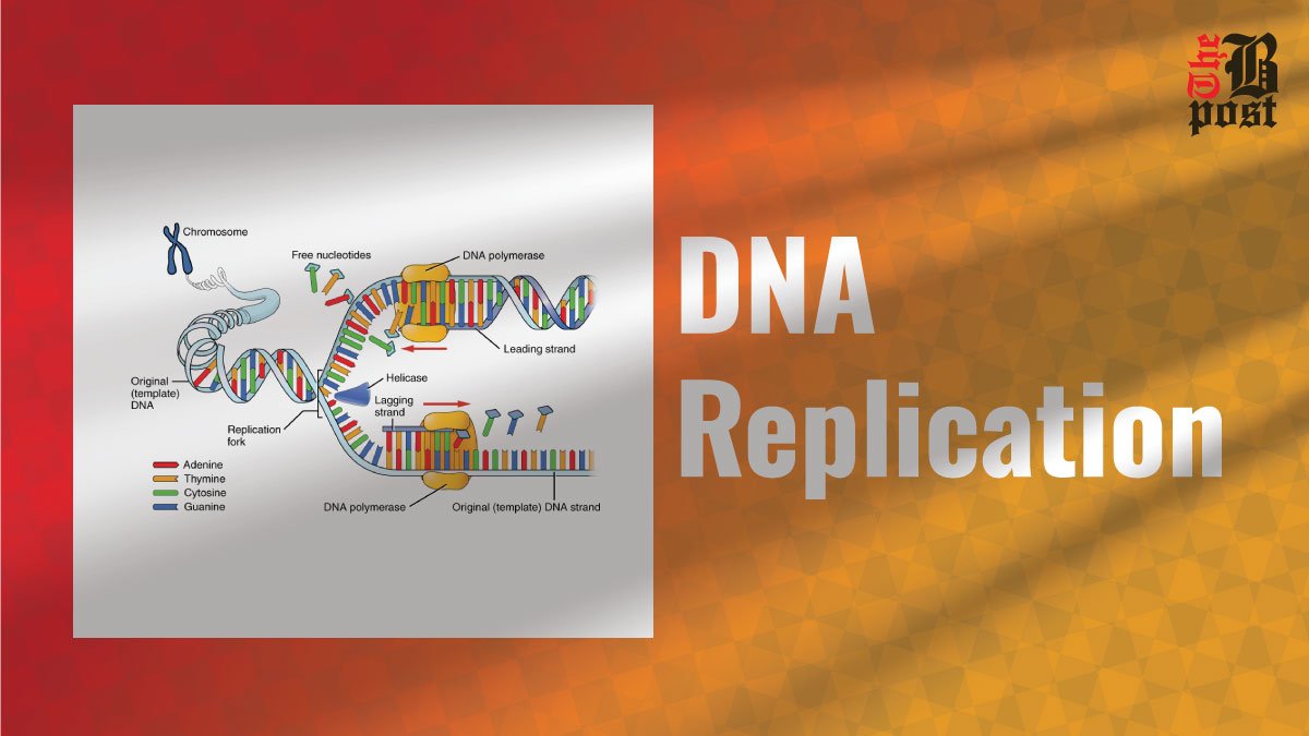 DNA Replication: The Fascinating Process of Genetic Reproduction