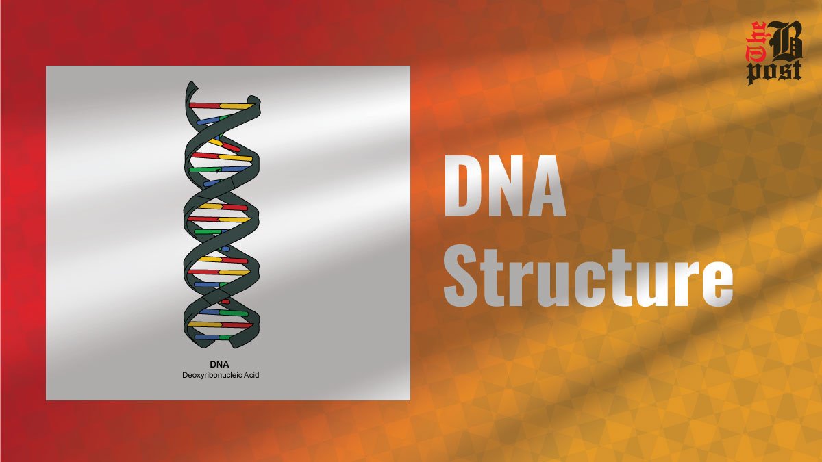 DNA Structure: Understanding the Blueprint for Life