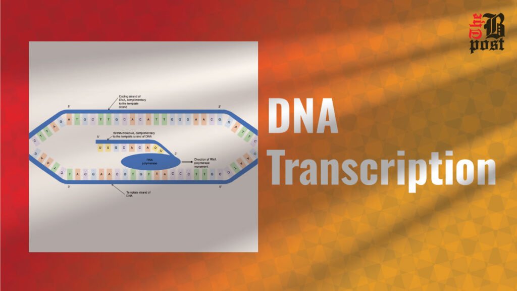 DNA transcription