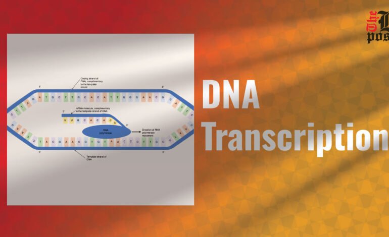 DNA Transcription: The First Step in Gene Expression