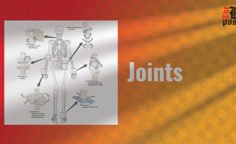 Joints: Types, Functions, and Health