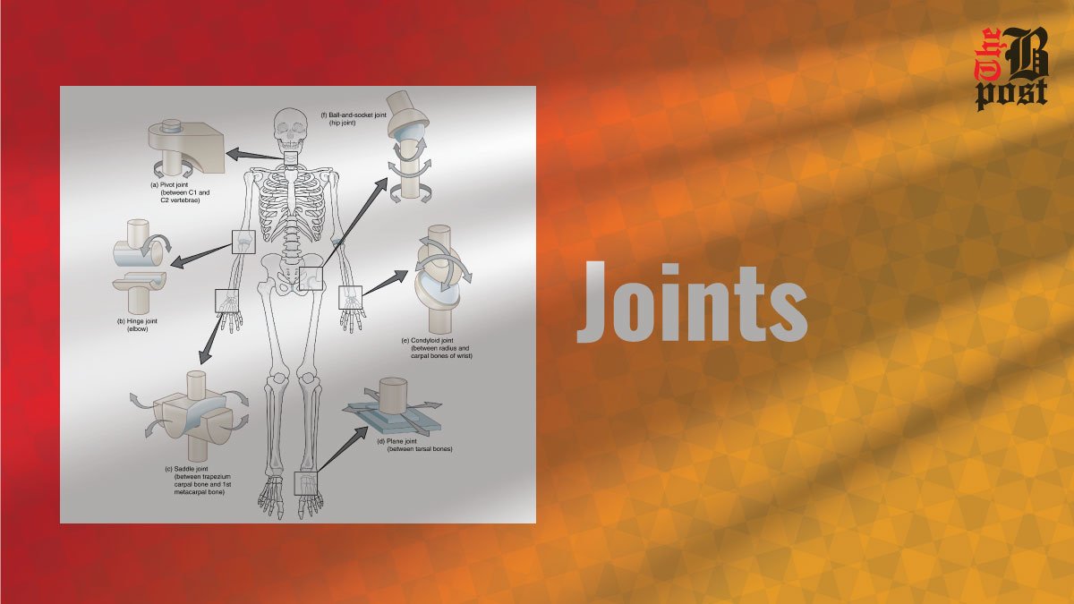 Joints: Types, Functions, and Health