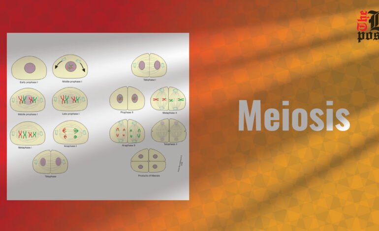 Meiosis: The Key to Genetic Diversity in Sexual Reproduction