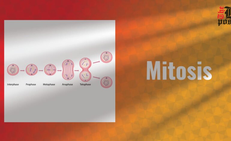 Mitosis: The Process of Cell Division