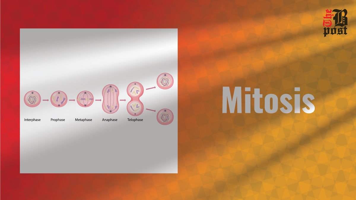 Mitosis: The Process of Cell Division