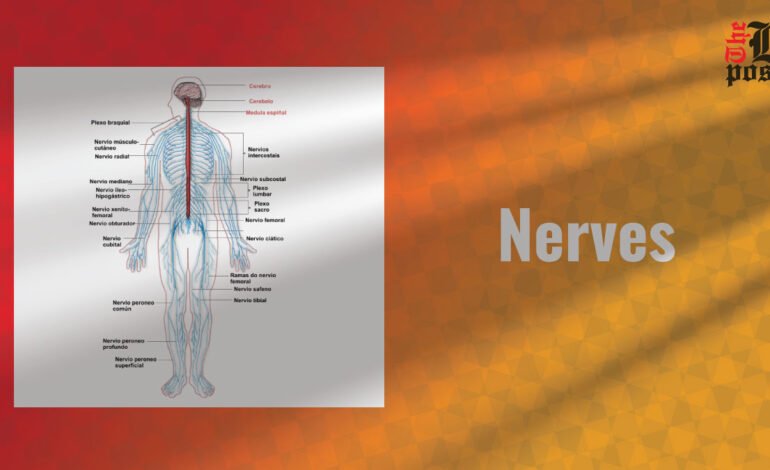 Nerves: Essential Pathways of the Nervous System