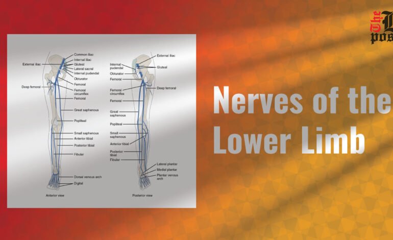 Nerves of the Lower Limb: An Essential Guide for Beginners