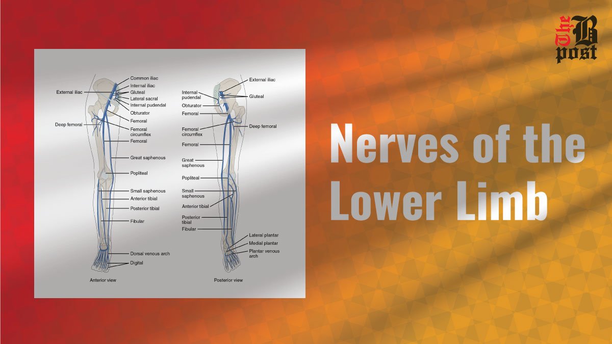 Nerves of the Lower Limb: An Essential Guide for Beginners