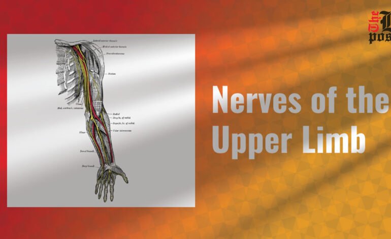 Nerves of the Upper Extremity: Understanding the Basics