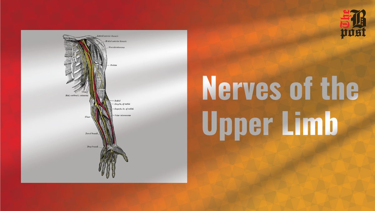 Nerves of the Upper Extremity: Understanding the Basics