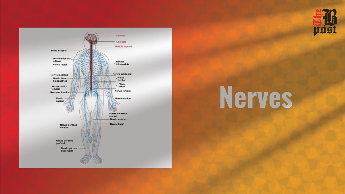 Nerves: Essential Pathways of the Nervous System