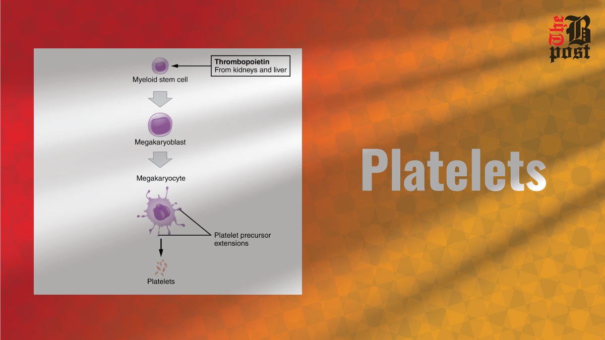 Platelets: Key Players in Blood Clotting and Healing