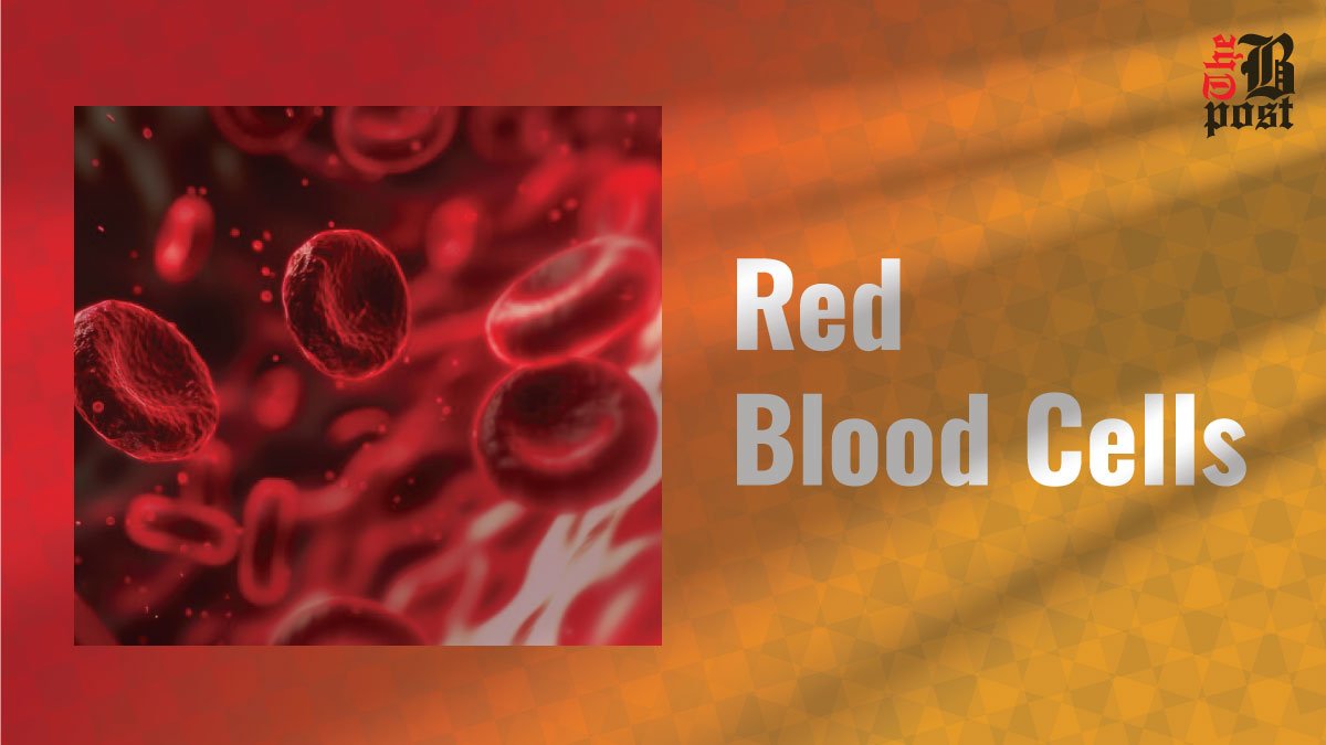 Red Blood Cells: The Saviors of Our Body