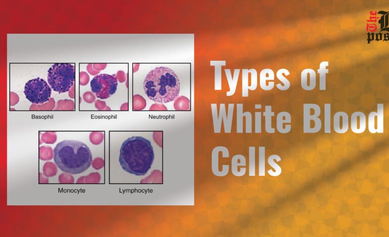 Types of White Blood Cells: A Detailed Overview