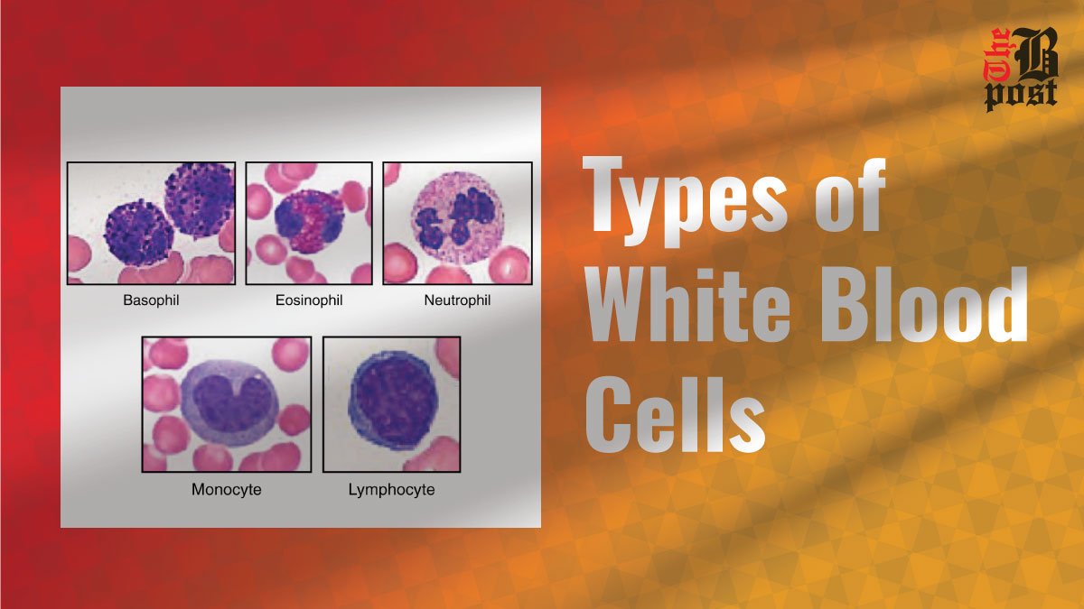 Types of White Blood Cells: A Detailed Overview