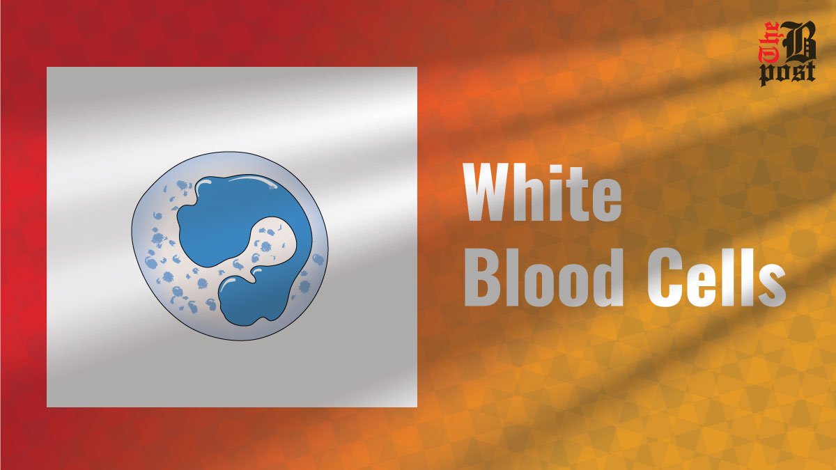 White Blood Cells: Defenders of Your Immune System